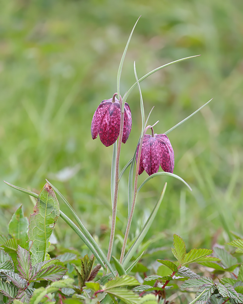 Snake's head fritillary
